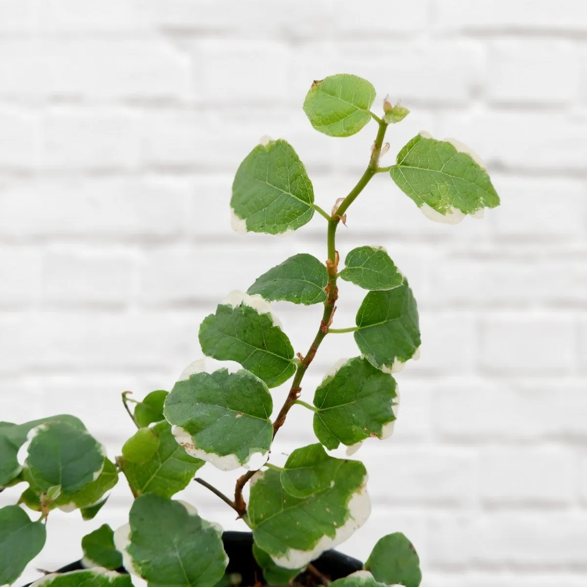 Climbing Fig - Variegated